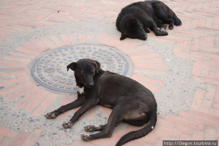 Собаки, как и люди тоже спят среди бела дня Непал