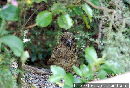 А это попугай КЕА. Вел себя прилично, ел с рук яблоки. Франц-Джозеф, Новая Зеландия