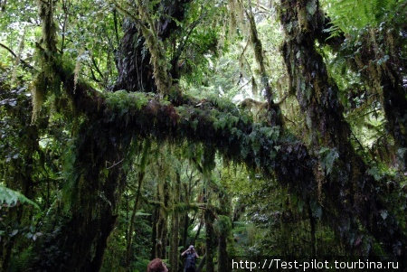 Лес.  Внизу фотографии чуть заметны хоббиты Новая Зеландия