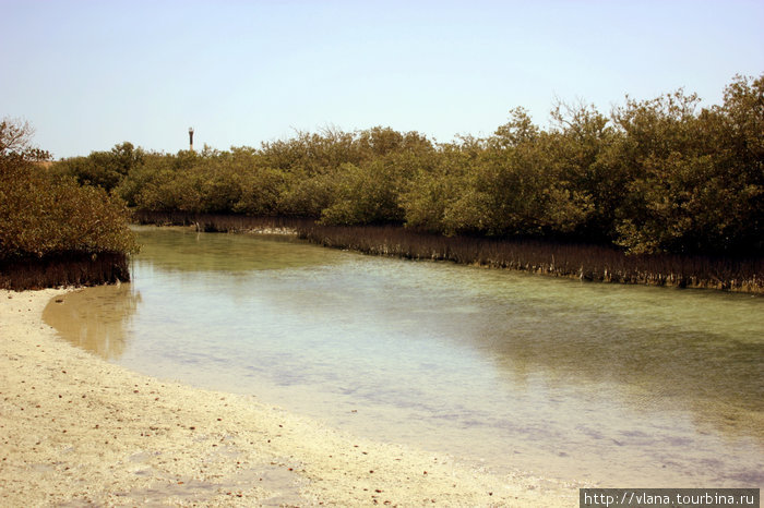 Шарм-эль-шейх. Заповедник Рас Мухамед. Мангровые рощи... Смотреть со стороны...Заходить в воду в мангровой роще запрещенно... У мангрового дерева корни растут снаружи, рядом в воде. Шарм-Эль-Шейх, Египет