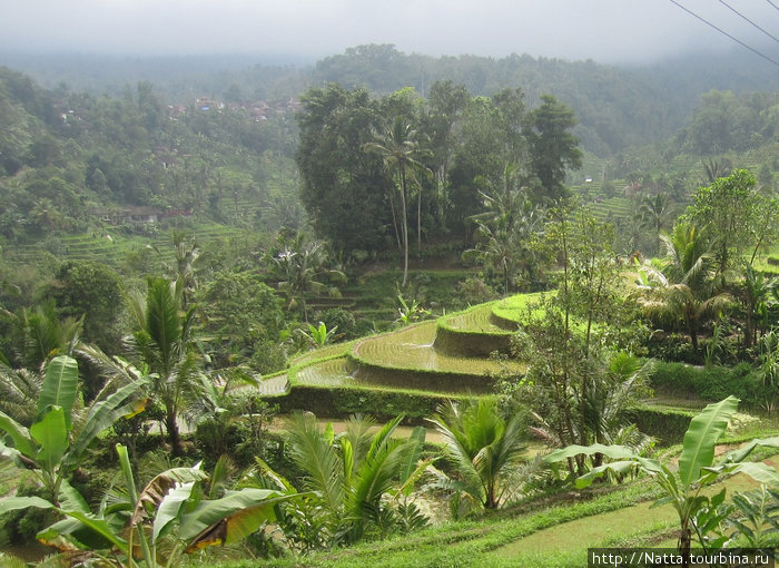 Рисовые террасы Бали, Индонезия