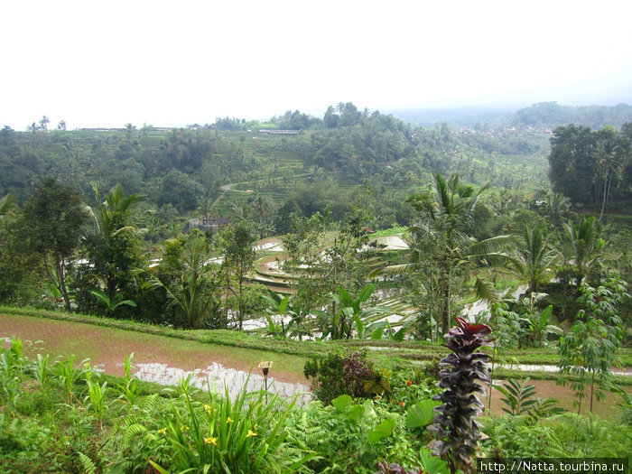 Рисовые террасы Бали, Индонезия