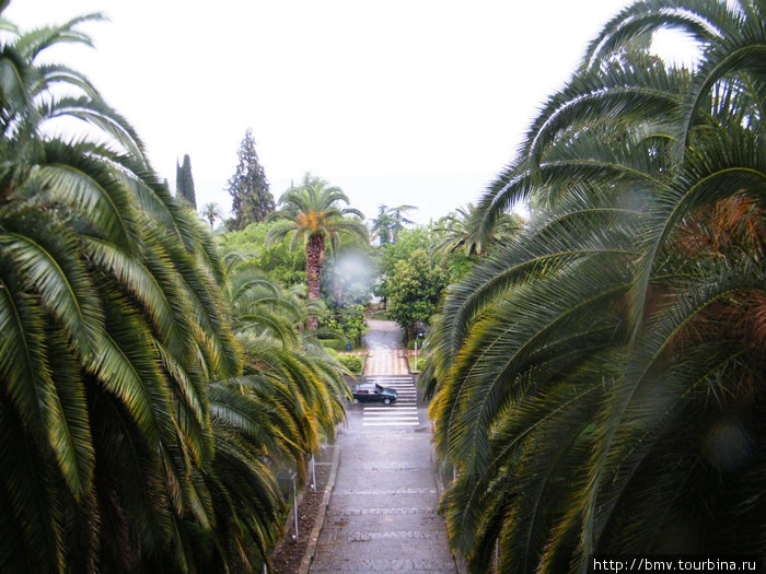 Пальмы в Гаграх. Пицунда, Абхазия