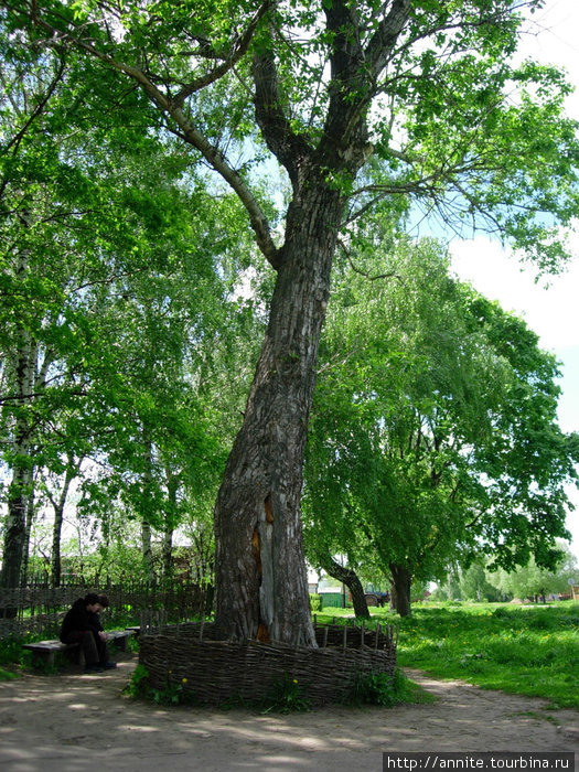 2006 г. Тополь бальзамический, посажен С.Есениным в 1924 году. Константиново, Россия