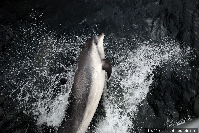 дельфины сопровождали наш кораблик, выпрыгивая перед его носом и вызывая восторг у туристов. Фьордленд Национальный Парк, Новая Зеландия