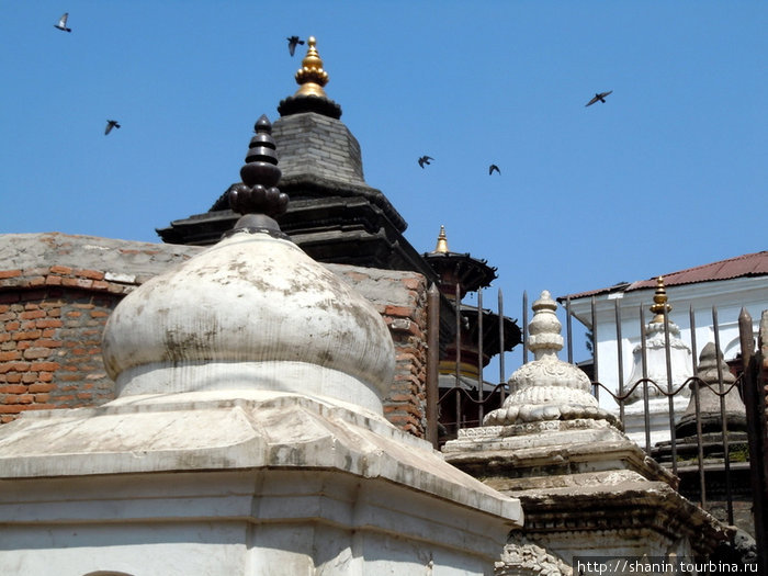 Птицы над храмом Катманду, Непал