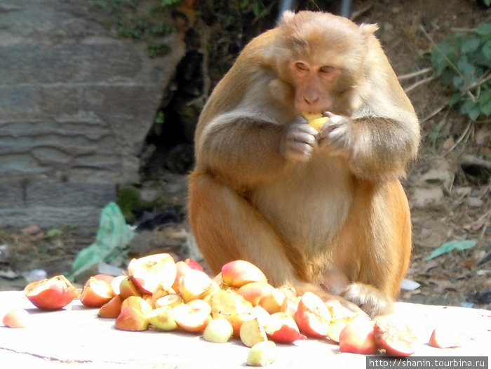 Обезьяна с яблоками Катманду, Непал
