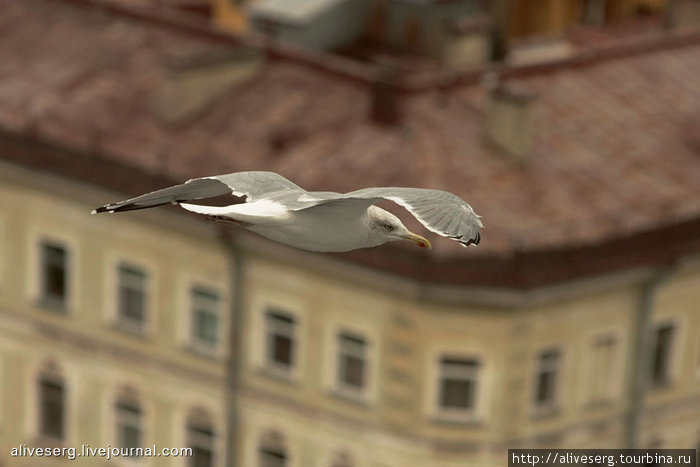 Чайкой над Питером рея Санкт-Петербург, Россия