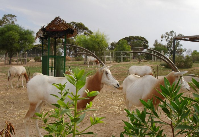 Зоопарк тунис