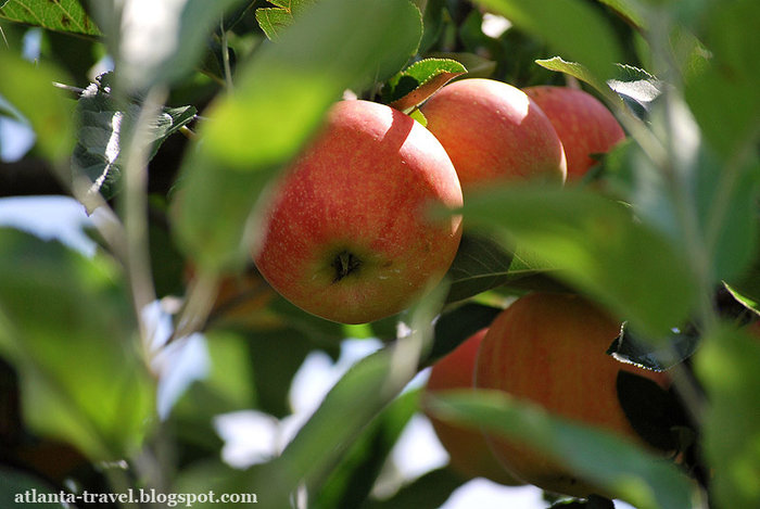 яблоки в Mercier Orchards Apples Штат Джорджия, CША