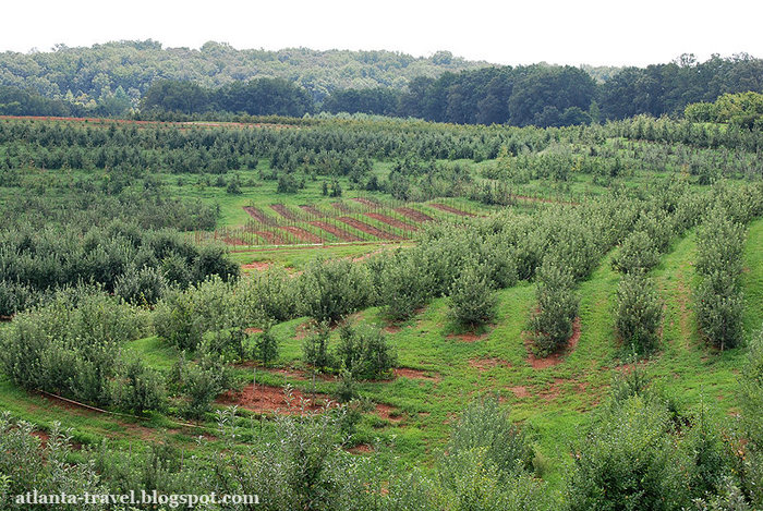 яблоки в Mercier Orchards Apples Штат Джорджия, CША