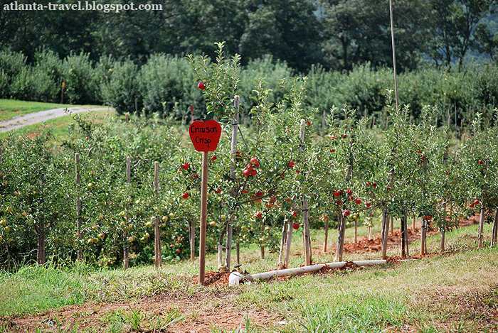 яблоки в Mercier Orchards Apples Штат Джорджия, CША