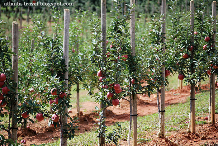 яблоки в Mercier Orchards Apples Штат Джорджия, CША