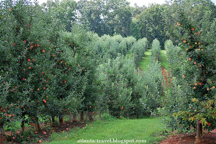 яблоки в Mercier Orchards Apples Штат Джорджия, CША