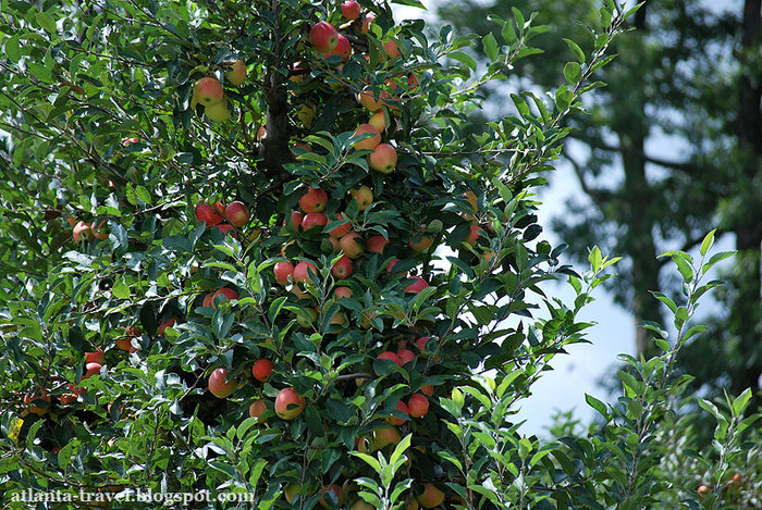 яблоки в Mercier Orchards Apples Штат Джорджия, CША