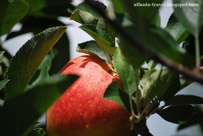 яблоки в Mercier Orchards Apples Штат Джорджия, CША