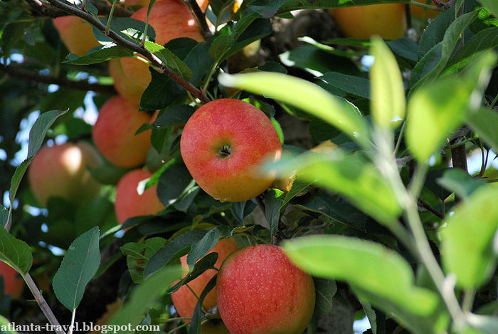 яблоки в Mercier Orchards Apples Штат Джорджия, CША