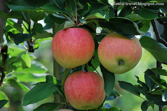 яблоки в Mercier Orchards Apples Штат Джорджия, CША