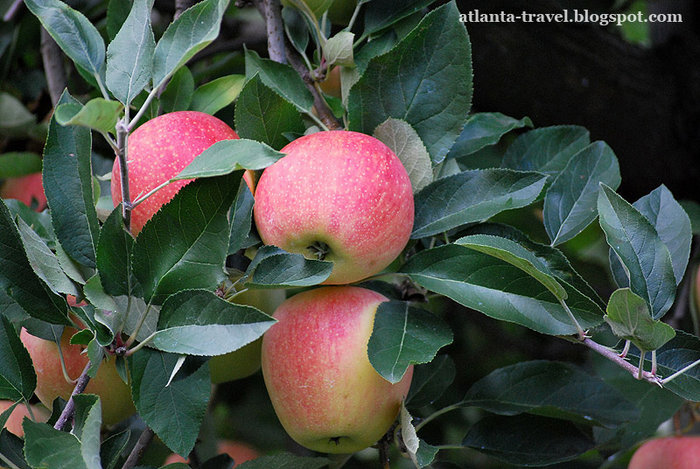 яблоки в Mercier Orchards Apples Штат Джорджия, CША