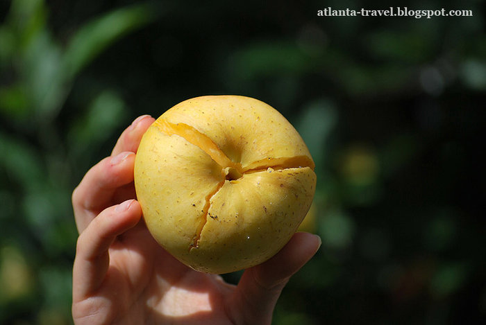 яблоки в Mercier Orchards Apples Штат Джорджия, CША