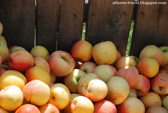 яблоки в Mercier Orchards Apples Штат Джорджия, CША