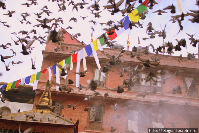 Голуби и непальские флажки Катманду, Непал