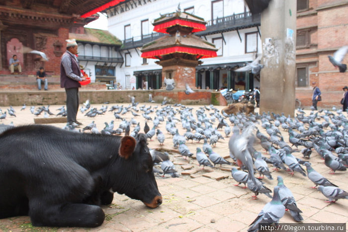На площади подкармливают голубей и коров Катманду, Непал