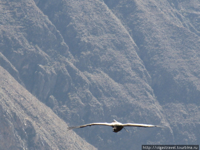 Наш El Condor Pasa Арекипа, Перу