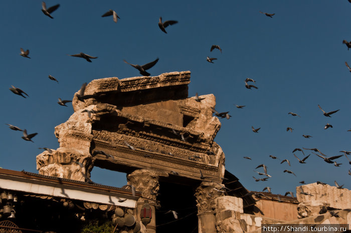 Птицы над Хамидией Дамаск, Сирия
