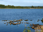 Чайки на Онежском озере
