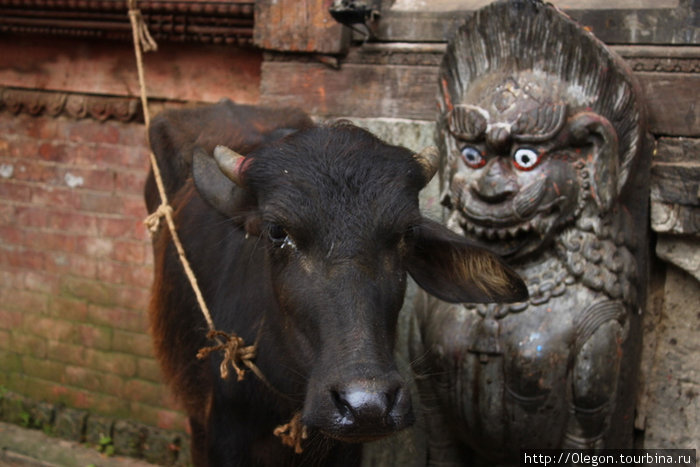 Кому то праздник, но не для буйволов Катманду, Непал