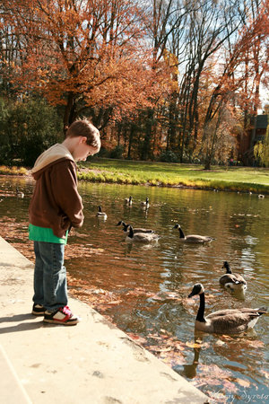 В парке есть два озера. На одном из них плавали гуси. Люди кормили их хлебом и гуси прикольно боролись за 