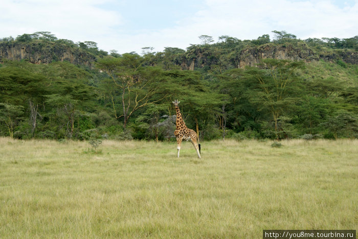 Разговор с жирафом (А в глазах Африка - 13) Озеро Накуру Национальный Парк, Кения