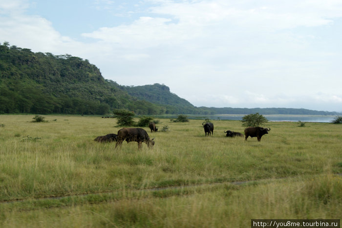 черные африканские буйволы Озеро Накуру Национальный Парк, Кения