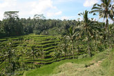 рисовые поля на севере Бали