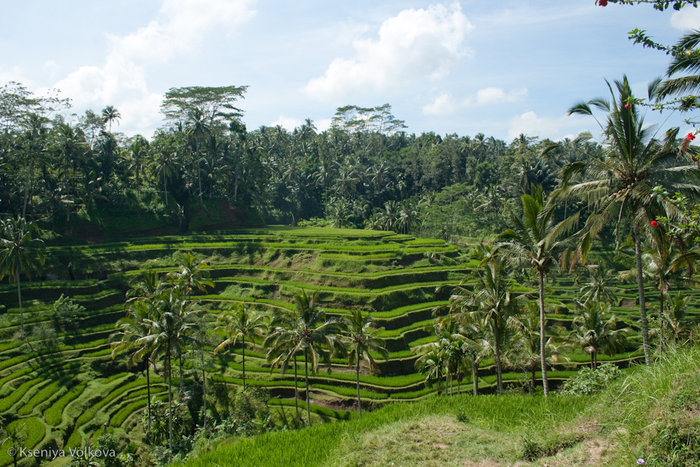 рисовые поля на севере Бали Кинтамани, Индонезия