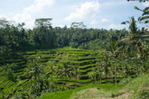 рисовые поля на севере Бали