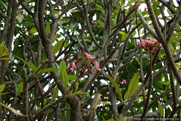 цветущие деревья Кисуму, Кения