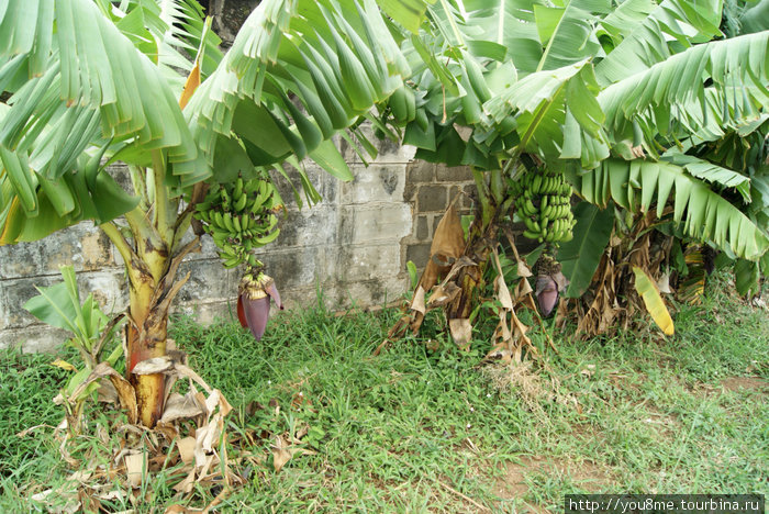зеленые бананы Кисуму, Кения