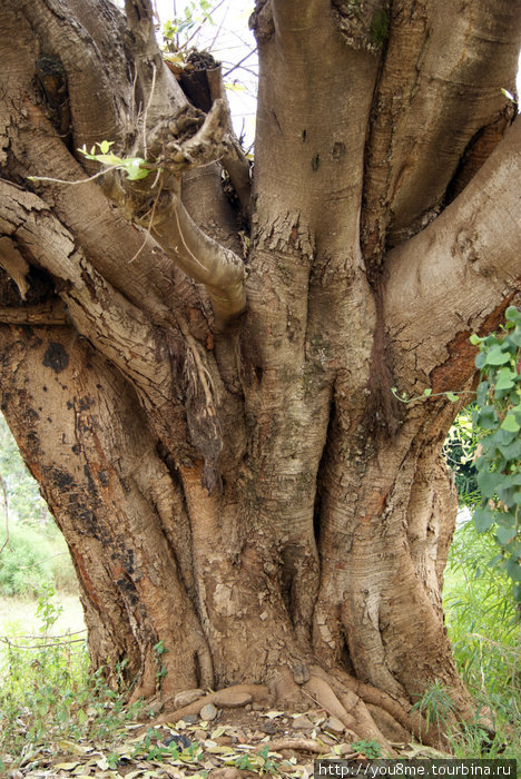дерево Кисуму, Кения