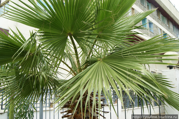 пальма Кисуму, Кения