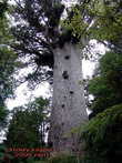 Каури Танэ Махута («Бог леса» или «Властелин леса») высотой 51,5 метров и обхватом ствола 13,8 метров, возраст которого оценивается примерно в 1500—2500 лет  и считается самым старым деревом в мире.