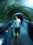 Оклендский океанариум.Подводный Мир Келли Тарлтон. На фото уникальный подводный тоннель – за стеклом гигантские скаты, мурены, акулы...
