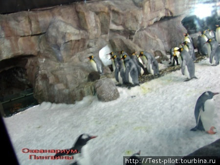 Павильон Встреча с Антарктикой. 
Садишься в вагончик, который въезжает в павильон, а там, за стеклом 40-50 пингвинов – потешные! И дерутся, и общаются между собой, и воруют друг у друга, и купаются Окленд, Новая Зеландия