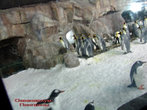 Павильон Встреча с Антарктикой. 
Садишься в вагончик, который въезжает в павильон, а там, за стеклом 40-50 пингвинов – потешные! И дерутся, и общаются между собой, и воруют друг у друга, и купаются