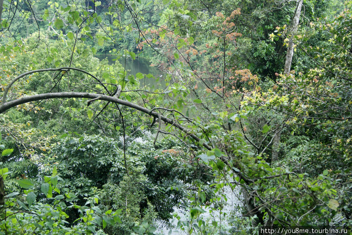 вокруг все зеленое)) Рвензори Маунтинс Национальный Парк, Уганда
