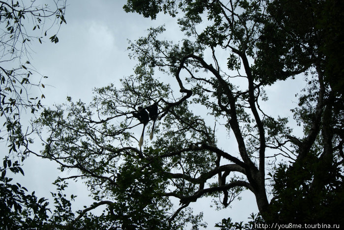колобусы во всей красе Рвензори Маунтинс Национальный Парк, Уганда