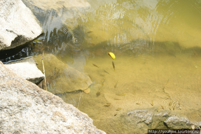 в прозрачной воде рыбки Рвензори Маунтинс Национальный Парк, Уганда