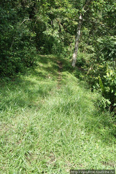 тропинка в лесу (и скажите что это Африка!) Рвензори Маунтинс Национальный Парк, Уганда
