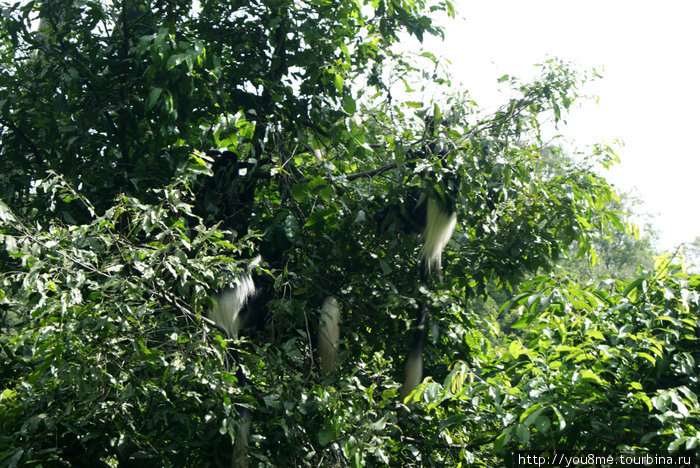 черно-белые обезьяньи хвосты (их тут много) Рвензори Маунтинс Национальный Парк, Уганда